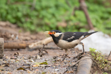 Bank Myna, Acridotheres ginginianus at Ranthambore National Park, Rajasthan, India