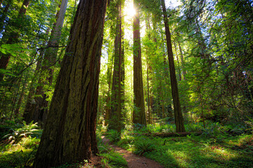 Sunset Views in the Founders Redwood Grove, Humbolt Redwoods State Park, California