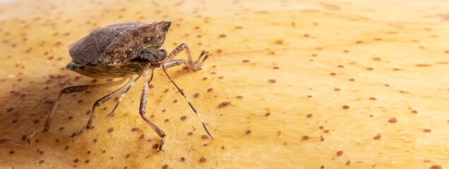 Macro bug isolated Picromerus bidens. Banner format