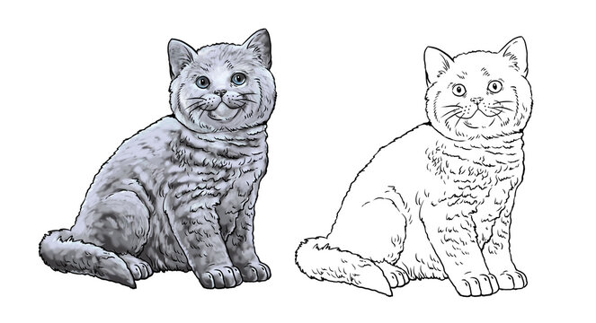 Cute kittens for coloring. Template for a coloring book with little cats. Britain cat. British Shorthair.	