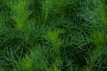 green grass texture