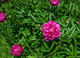 pink flowers