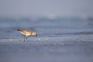 Grey Plover, Pluvialis squatarola with a kill in its mouth, Akshi Beach, Alibag, Maharashtra, India