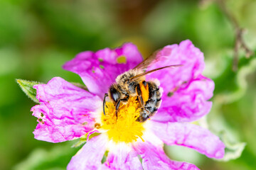 the bee collects the essence of the flower