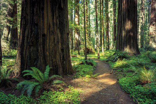 Path in the Founders Redwood Grove, Humbolt Redwoods State Park, California