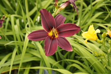 Hemerocallis – Hybride, Toyland, Xanthorrhoeaceae family.