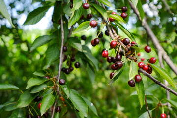 Bunches of ripe red wild cherries on a green tree. Bright summer fruit berry background. Organic...