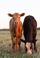 Cute calf graze in a steppe meadow. Free grazing