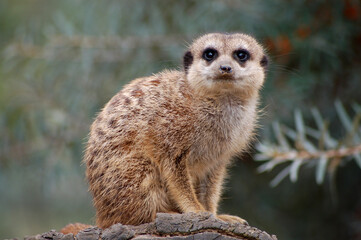 Erdmännchen