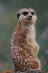 Erdmännchen