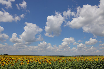 Sunflower fields for rustic background.