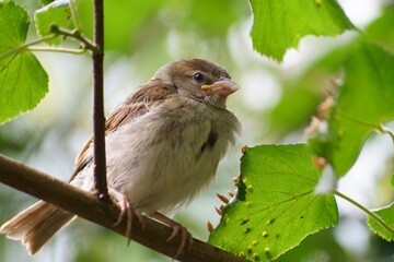 A cute sparrow chicken on a tree branch