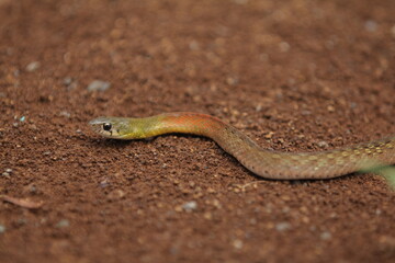red-necked keelback snake, is a species of venomous snake endemic to Asia.