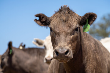Close up of Angus and Murray Grey Cows grazing on green grass.