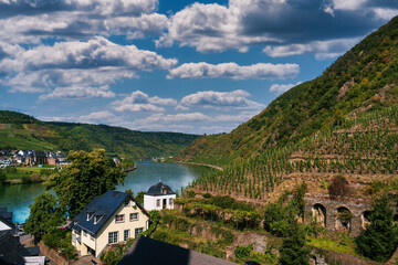View of a vineyard in Beilstein / Germany and the river Moselle in the background 