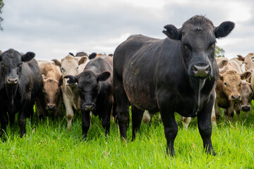 Close up of Angus and Murray Grey Cows grazing on green grass.