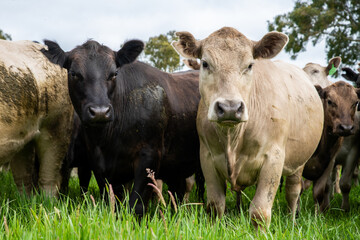 Close up of Angus and Murray Grey Cows grazing on green grass.