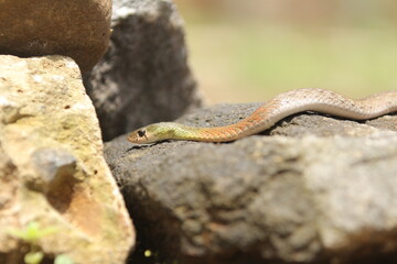 Naklejka na ściany i meble red-necked keelback snake, is a species of venomous snake endemic to Asia.