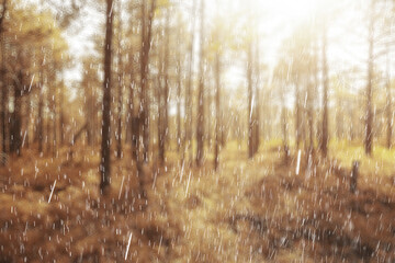 Fototapeta premium landscape autumn rain drops splashes in the forest background, october weather landscape beautiful park