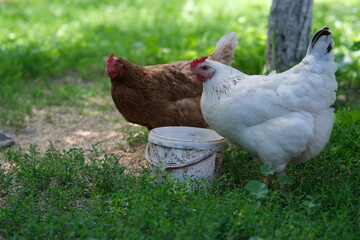 Chickens on a background of green grass. A bird is grazing in the yard. Homemade poultry farm for a walk. Bird feeder in the garden.