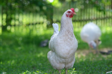 White chicken on a green background. The bird grazes on the grass. Raising chickens at home