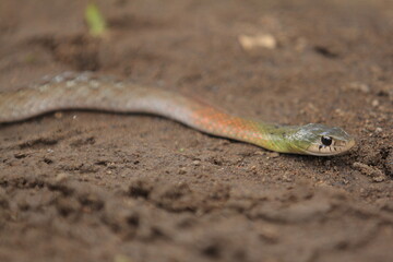 red-necked keelback snake, is a species of venomous snake endemic to Asia.