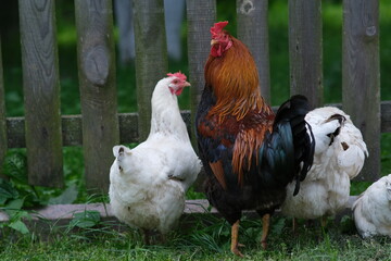 Domestic bird. The rooster guards the chickens. Chickens on the background of the fence. Raising pets.