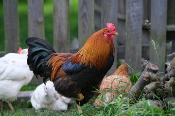 Domestic bird. The rooster guards the chickens. Chickens on the background of the fence. Raising pets.