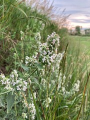 Catnip flowers in the meadow