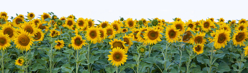Border of sunflowers isolated on white background.