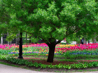 beautiful green spring park with blooming tulips
