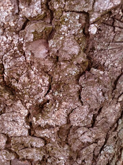 Textured tree bark, natural rough background