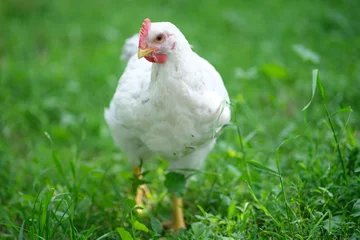 Foto op Plexiglas White chicken on a green background. The bird grazes on the grass. Raising chickens at home © sanchopancho