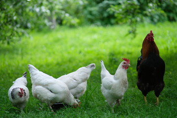 Chickens on a background of green grass. A bird is grazing in the yard. Homemade poultry farm for a walk. Bird feeder in the garden.