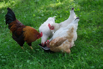 Chickens on a background of green grass. A bird is grazing in the yard. Homemade poultry farm for a walk. Bird feeder in the garden.