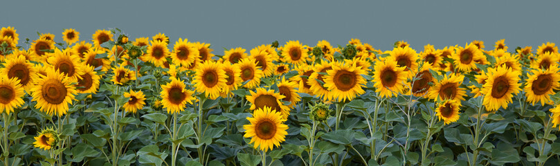 Obraz premium Border of sunflowers isolated on grey background with copy space as concept of healthy lifestyle or proper nutrition for advertising banner, label, poster, postcard, invitation, sticker, etc.
