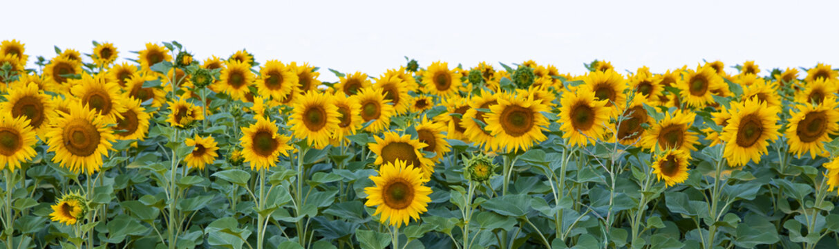 Border of sunflowers isolated on white background. © Na-um