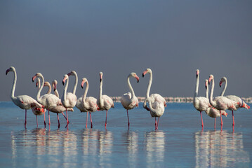 Wild african life. Group birds of pink african flamingos  walking around the blue lagoon on a sunny day