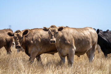 Cows eating grass in Australia. 