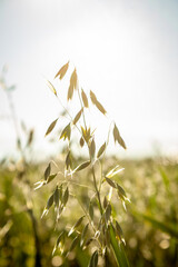 Getreide in der Sonne