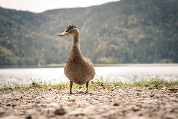 Fototapeta premium Ente am Eibsee