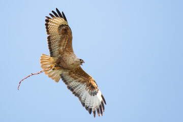 Long-legged Buzzard Buteo rufinus in flight, holding a snake in its paw against the sky