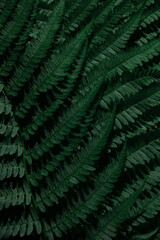 Close-up of dark green tropical fern leaves. Wallpaper.