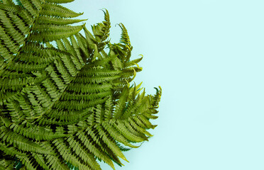 Fern leaves on a blue background. Copy space