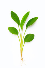 Finger root leaves on a white background.