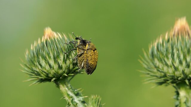 Weevil beetle mating on scotch thistle plant, Anthonomus sp