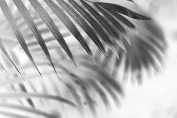 black tropical palm leaf with shadow on white wall