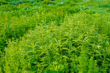 Urtica dioica or stinging nettle Medicinal plants.
Green leaves of nettle. Close-up.
