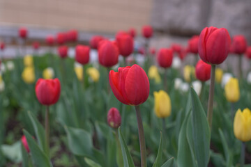 Obraz premium red tulips in the garden