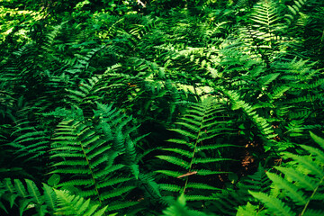 Fern growing in the forest. Green leaves of plants.